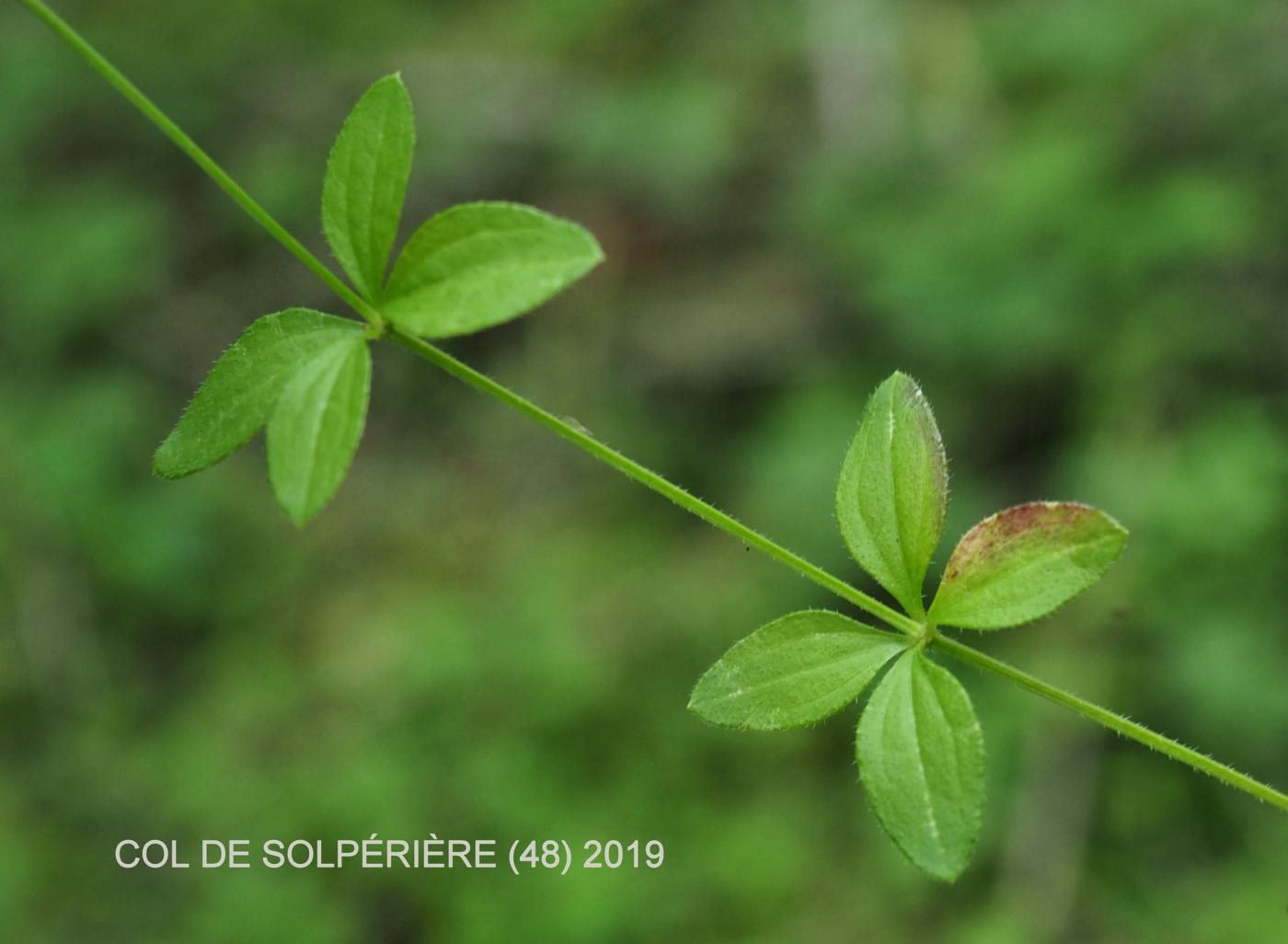 Bedstraw, Round-leaved leaf